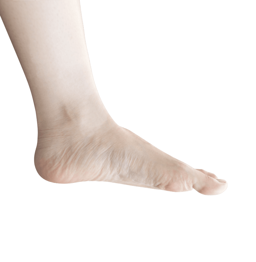 Foot